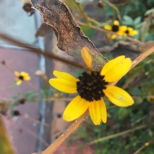 Meet your Posher, Kare